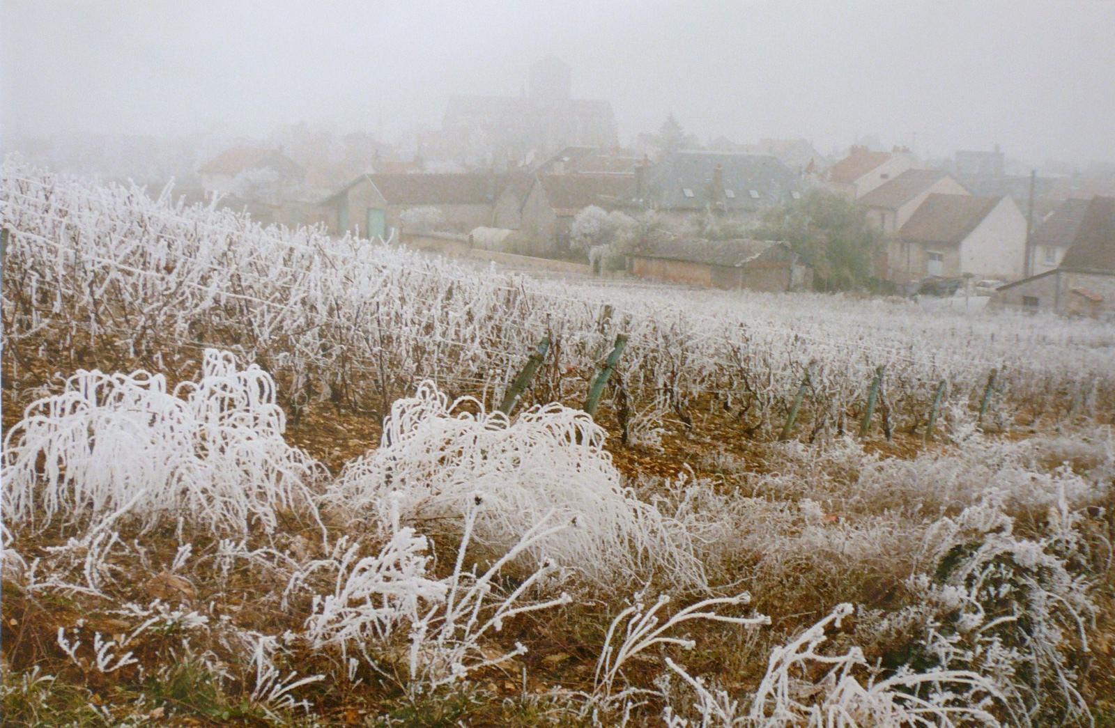Givre sur les vignes, vers Saint-Symphorien