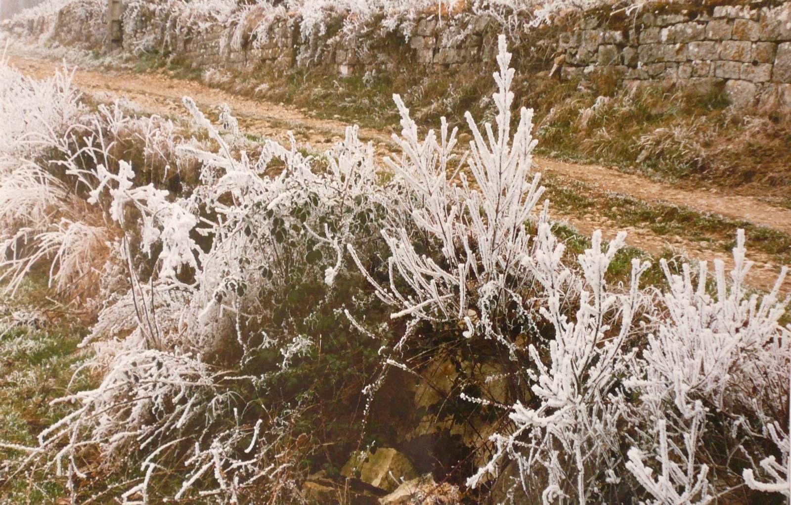 Givre au bord du chemin