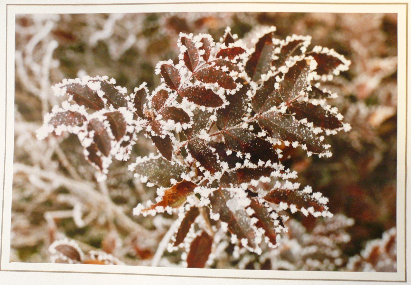 Givre sur un rameau