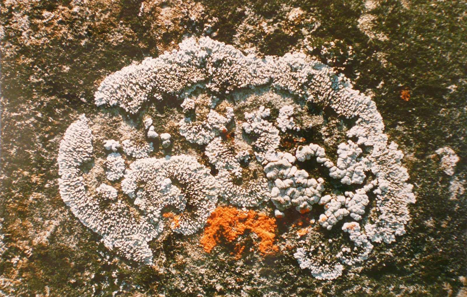 Lichens gris clair