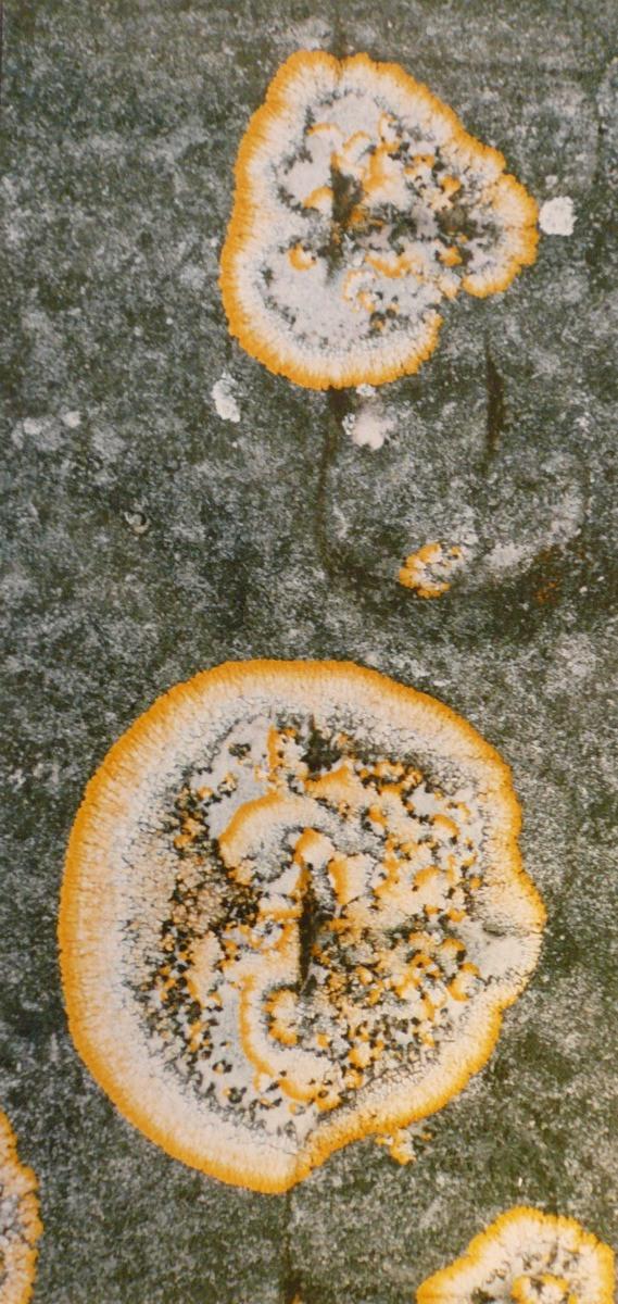 Lichens jaune et gris