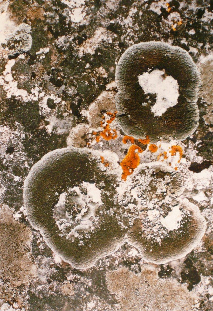 Lichens gris foncé