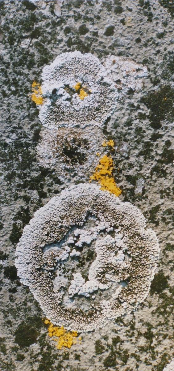 Lichens gris et trois jaunes
