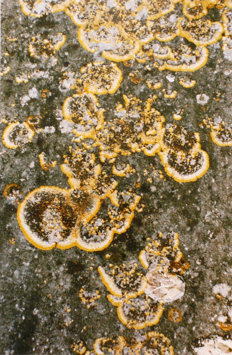 Nombreux lichens jaunes et gris