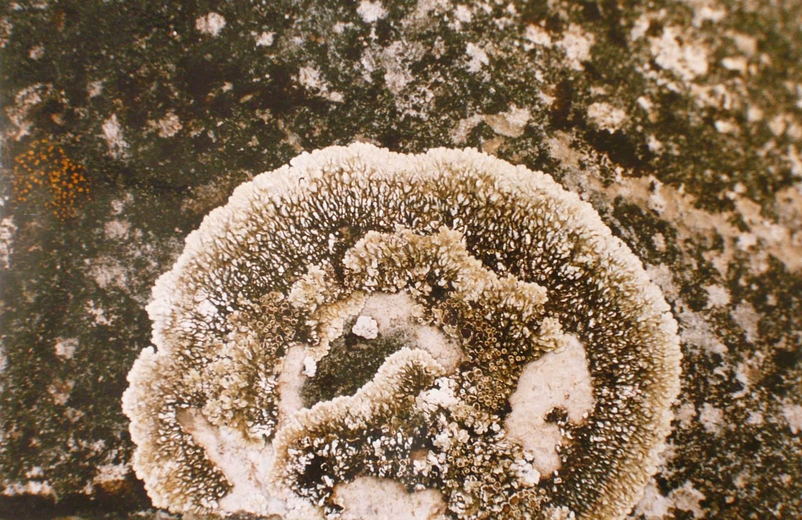 Lichens gris clair et gris foncé