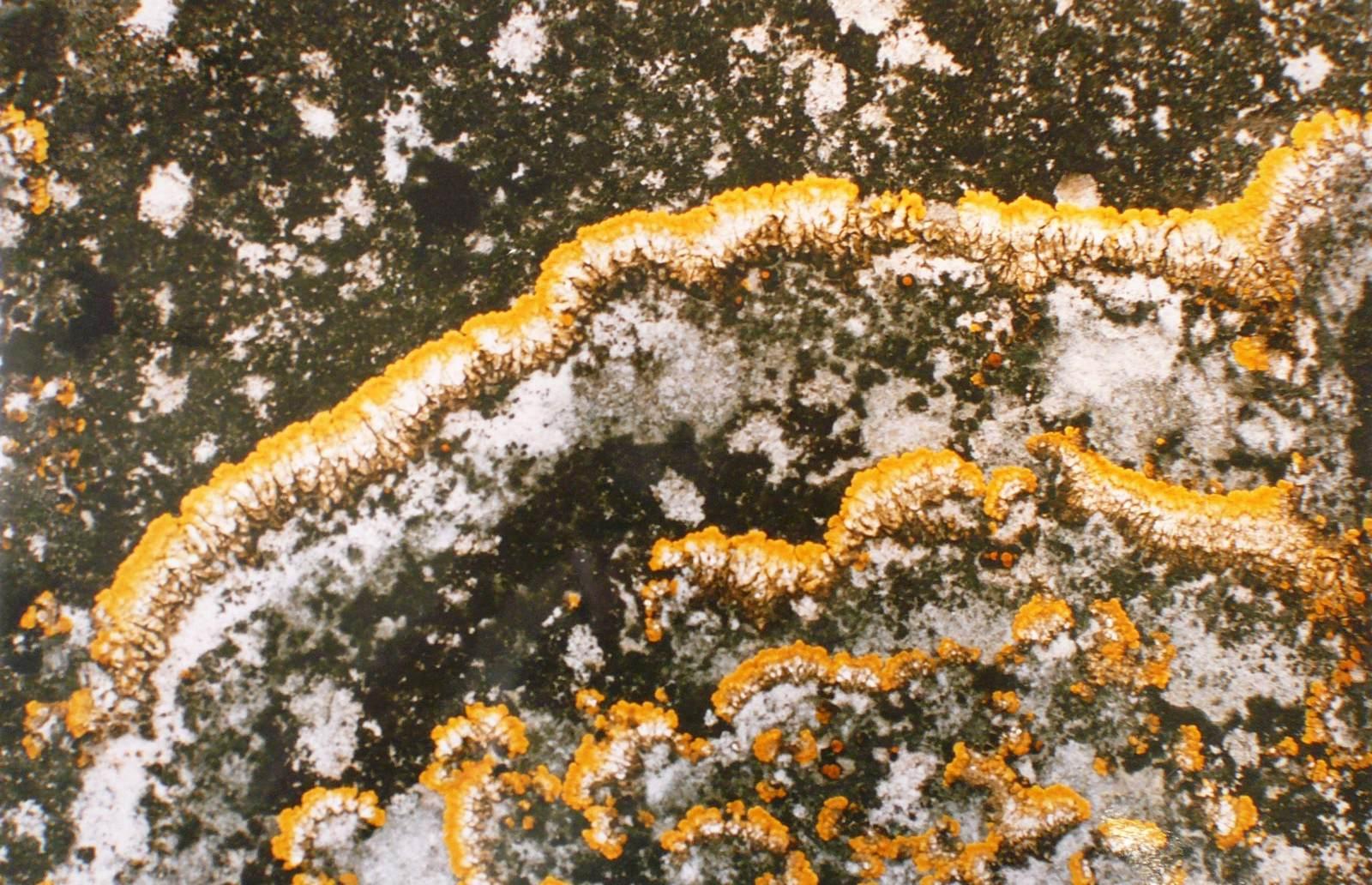 Grand lichen bordé de jaune