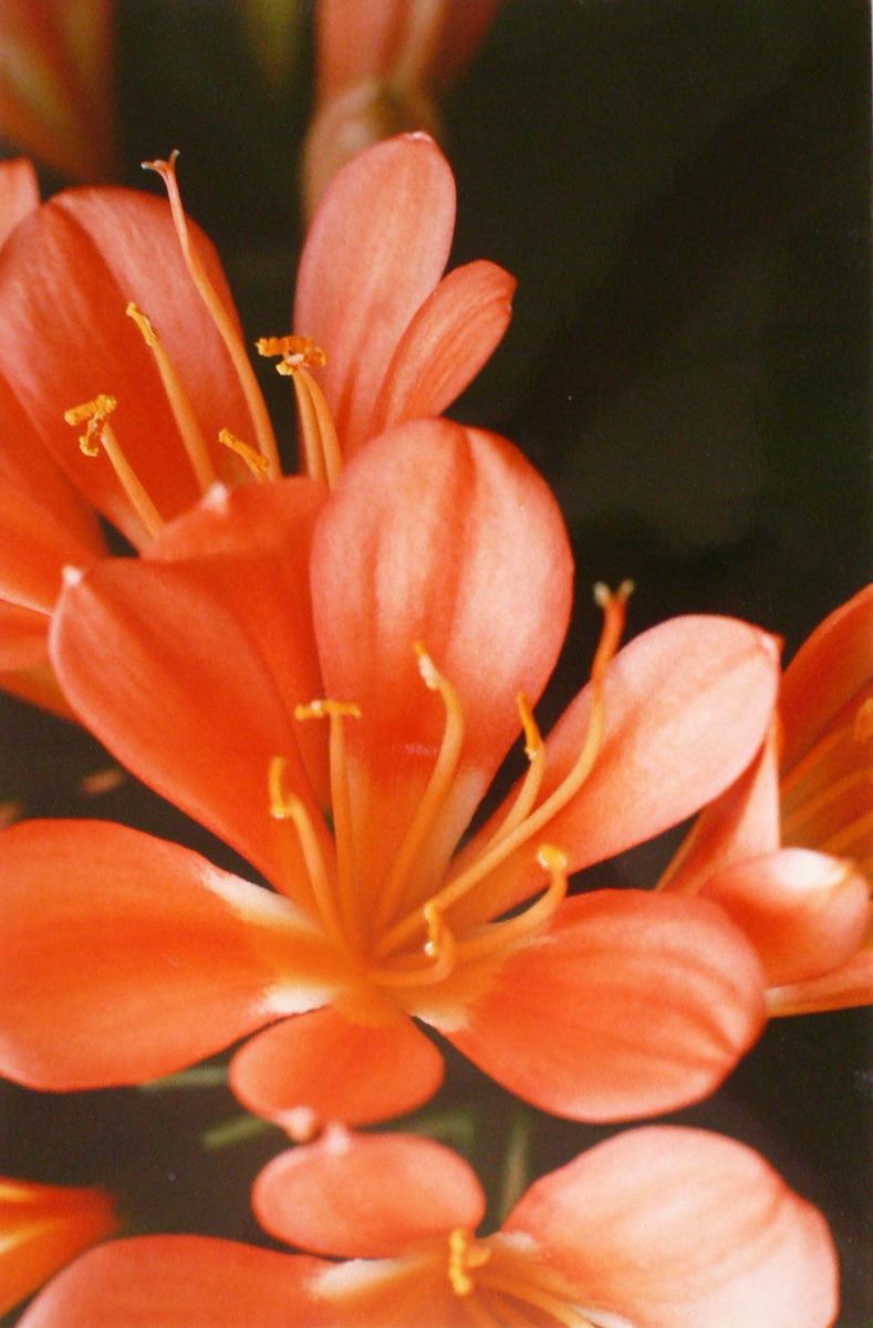Le Clivia de Paule