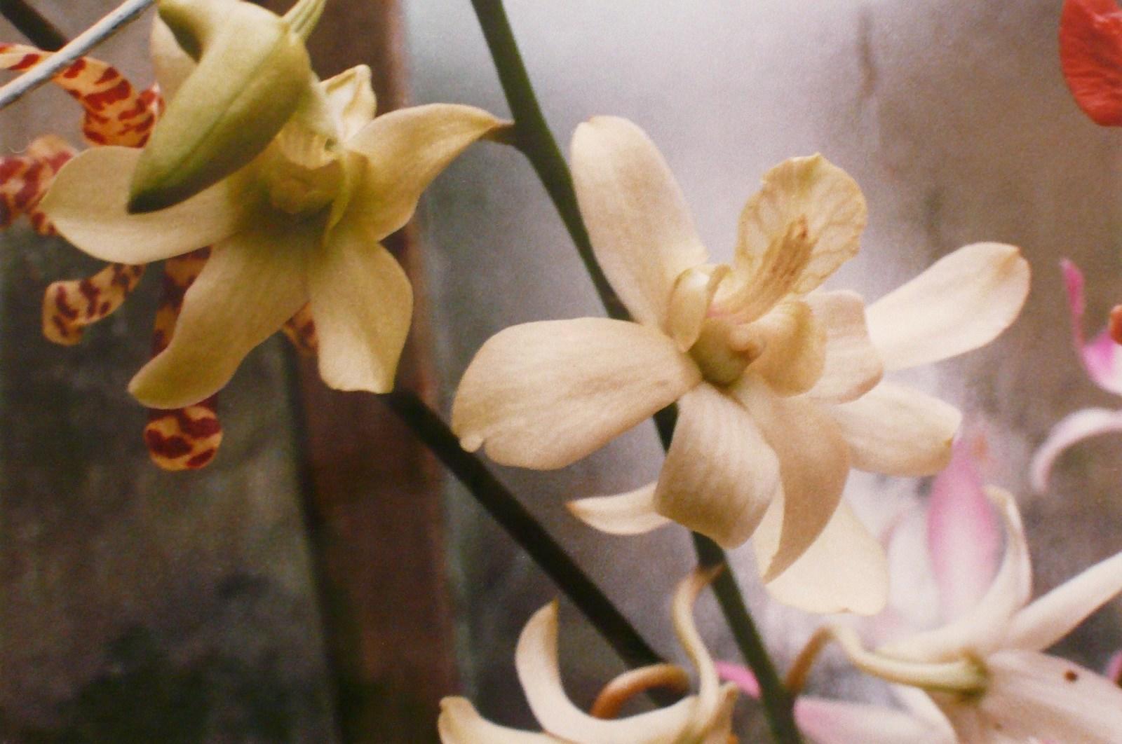 Orchidées blanches