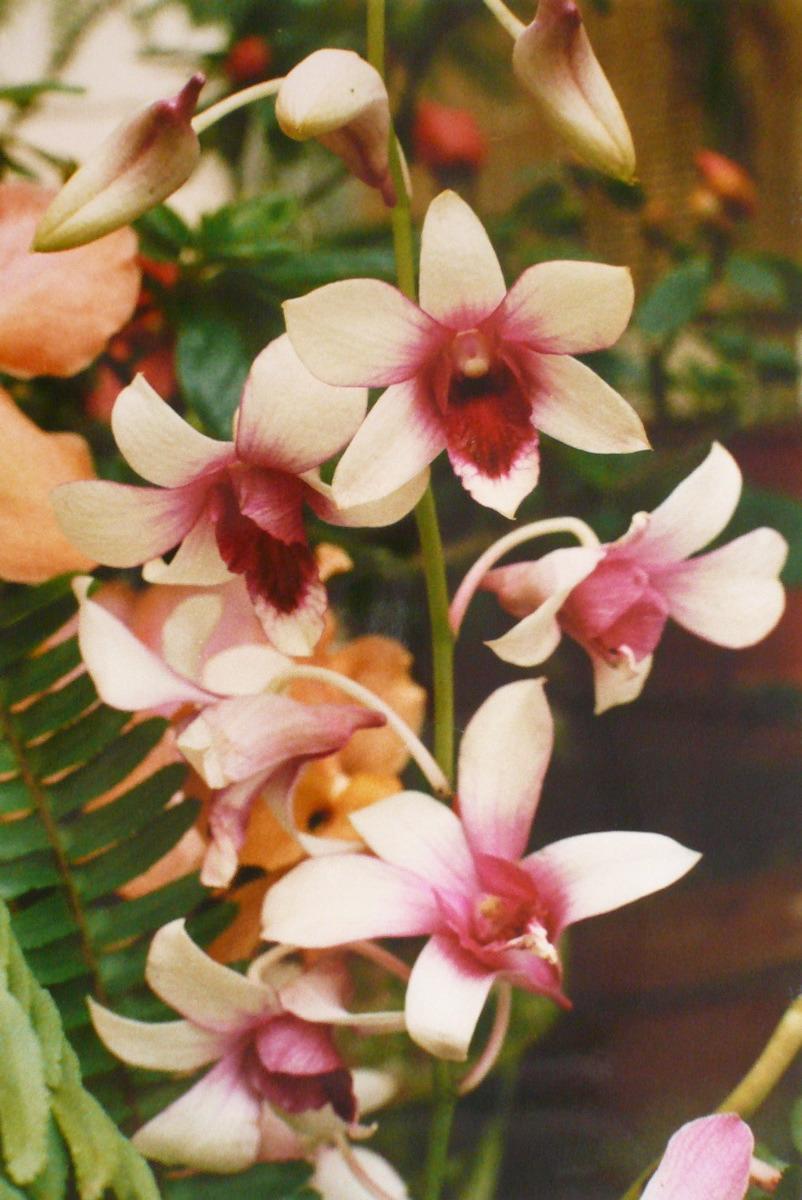 Orchidées à coeur rose