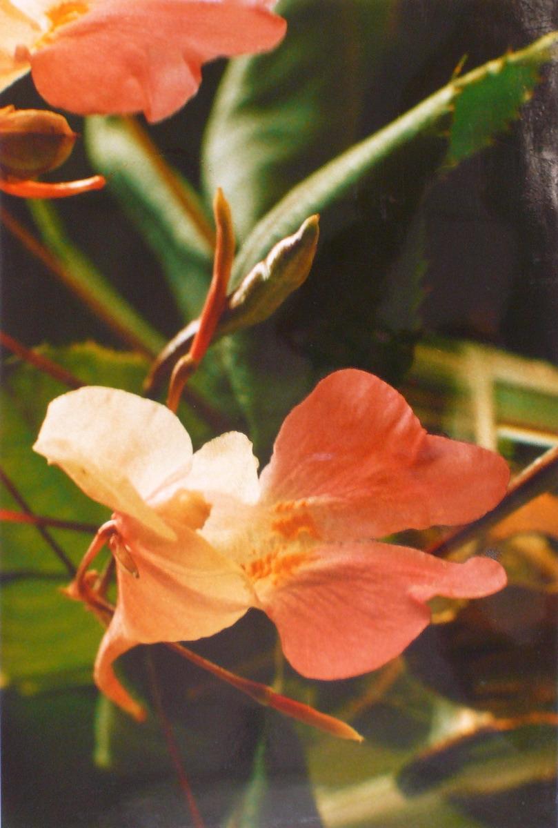 Orchidées orange