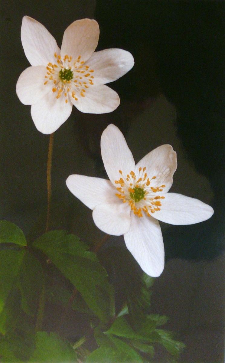 Anémone des bois