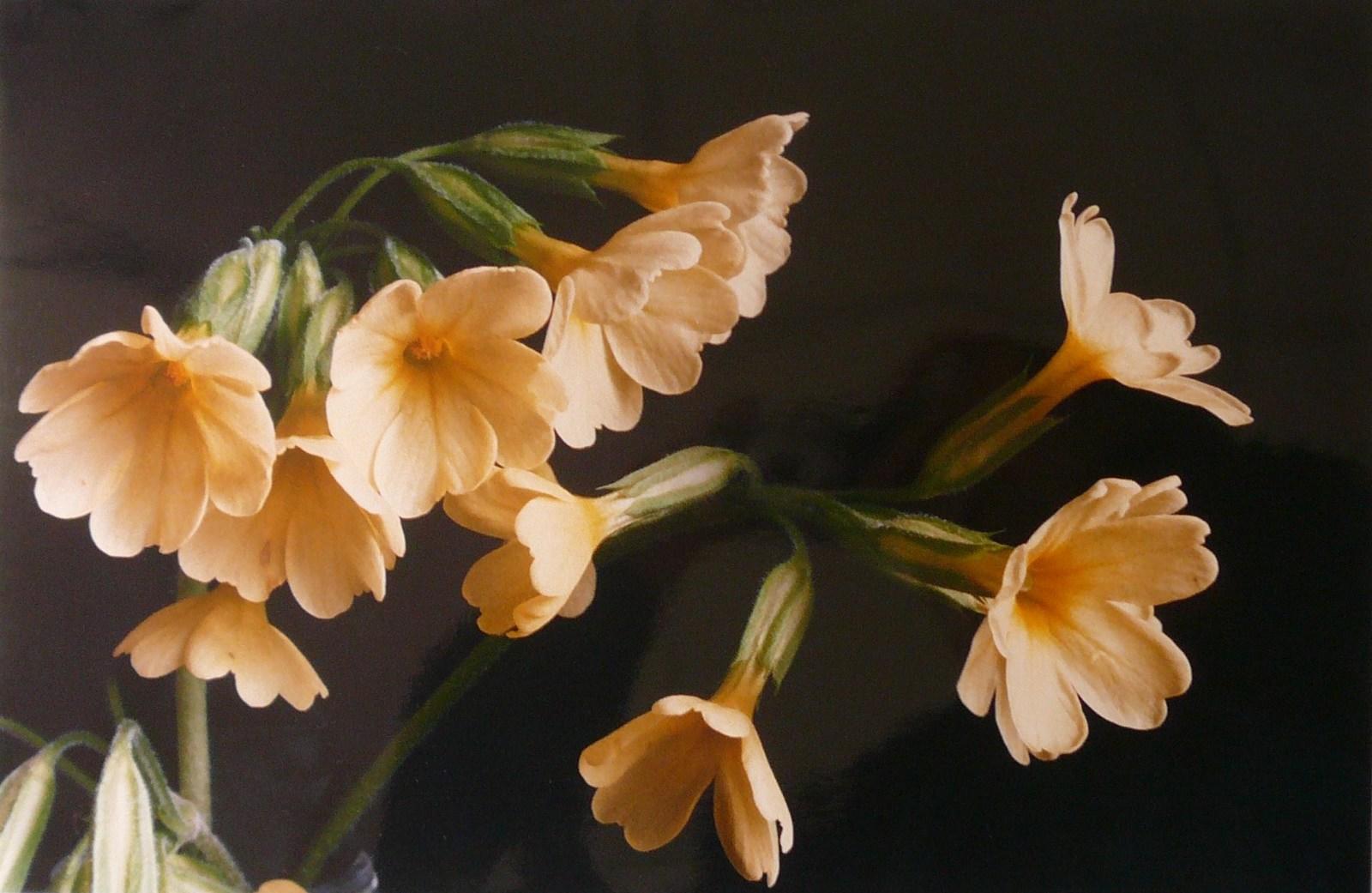 Primevère des bois ; Coucou