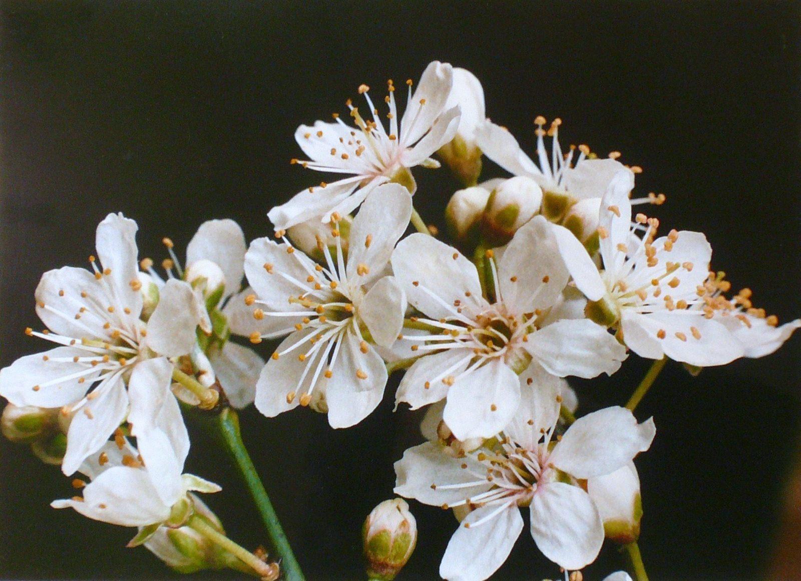 Prunus