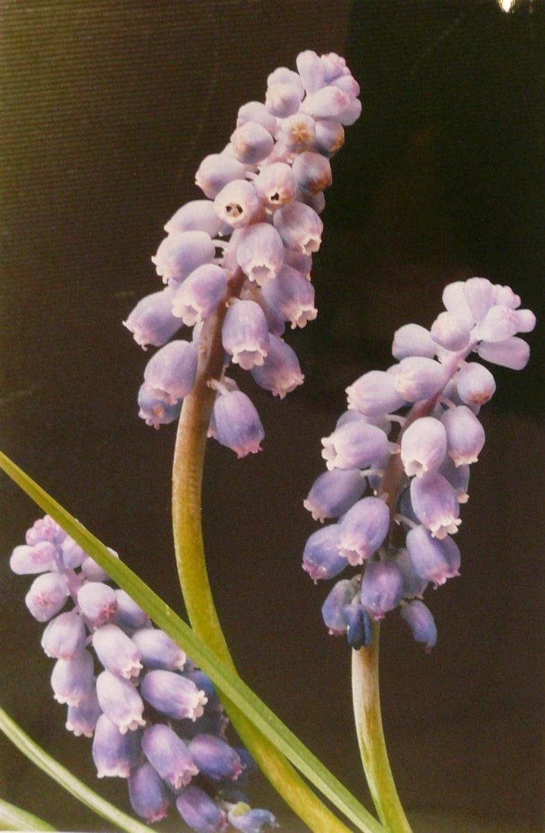 Muscari