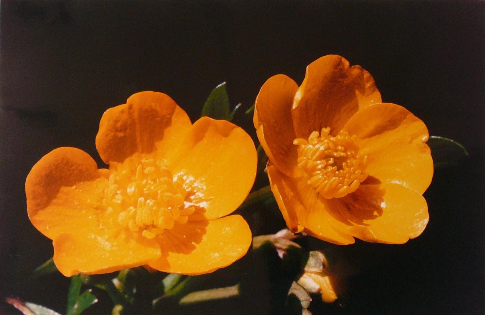 Bouton d'or
