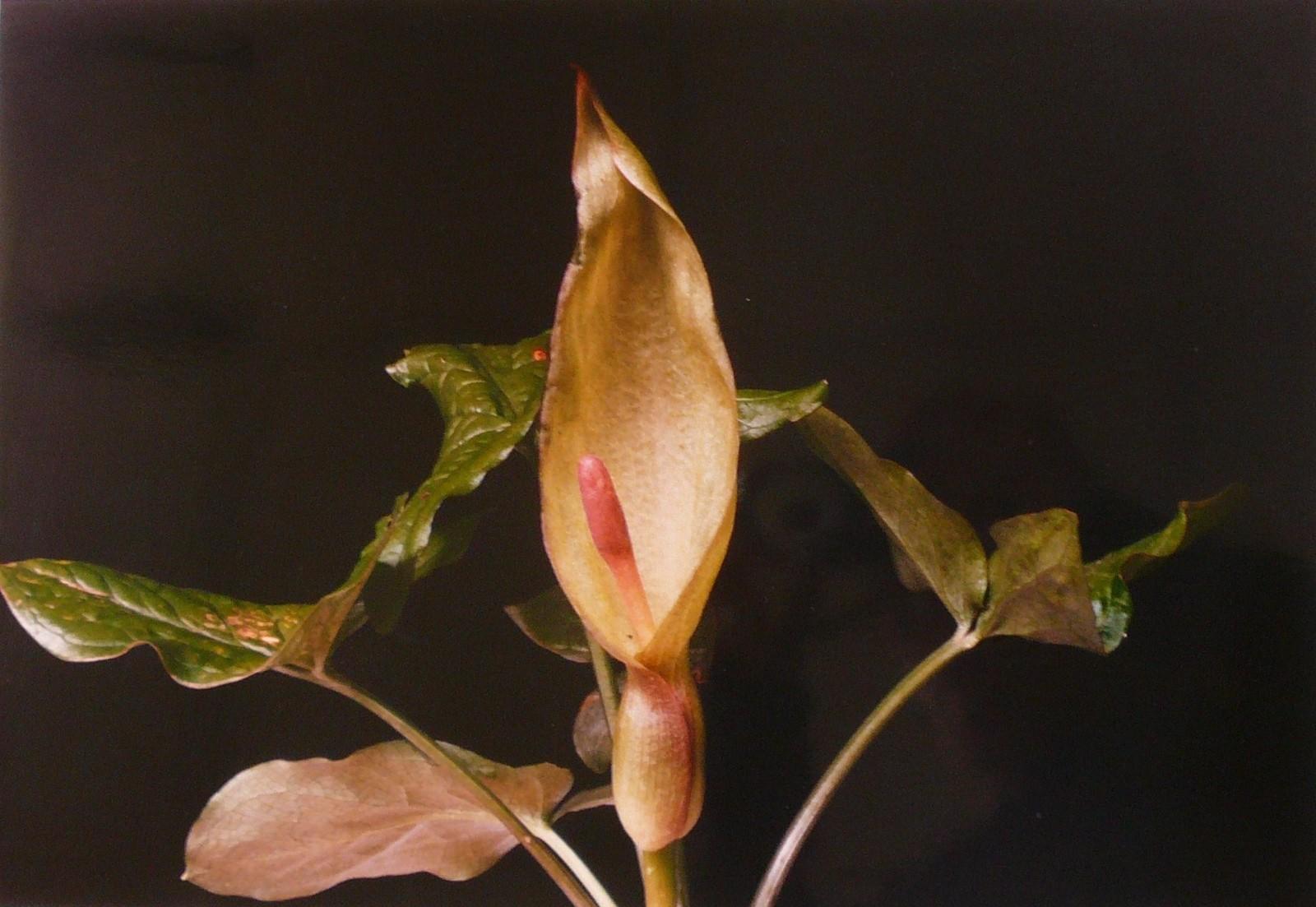 Arum tacheté