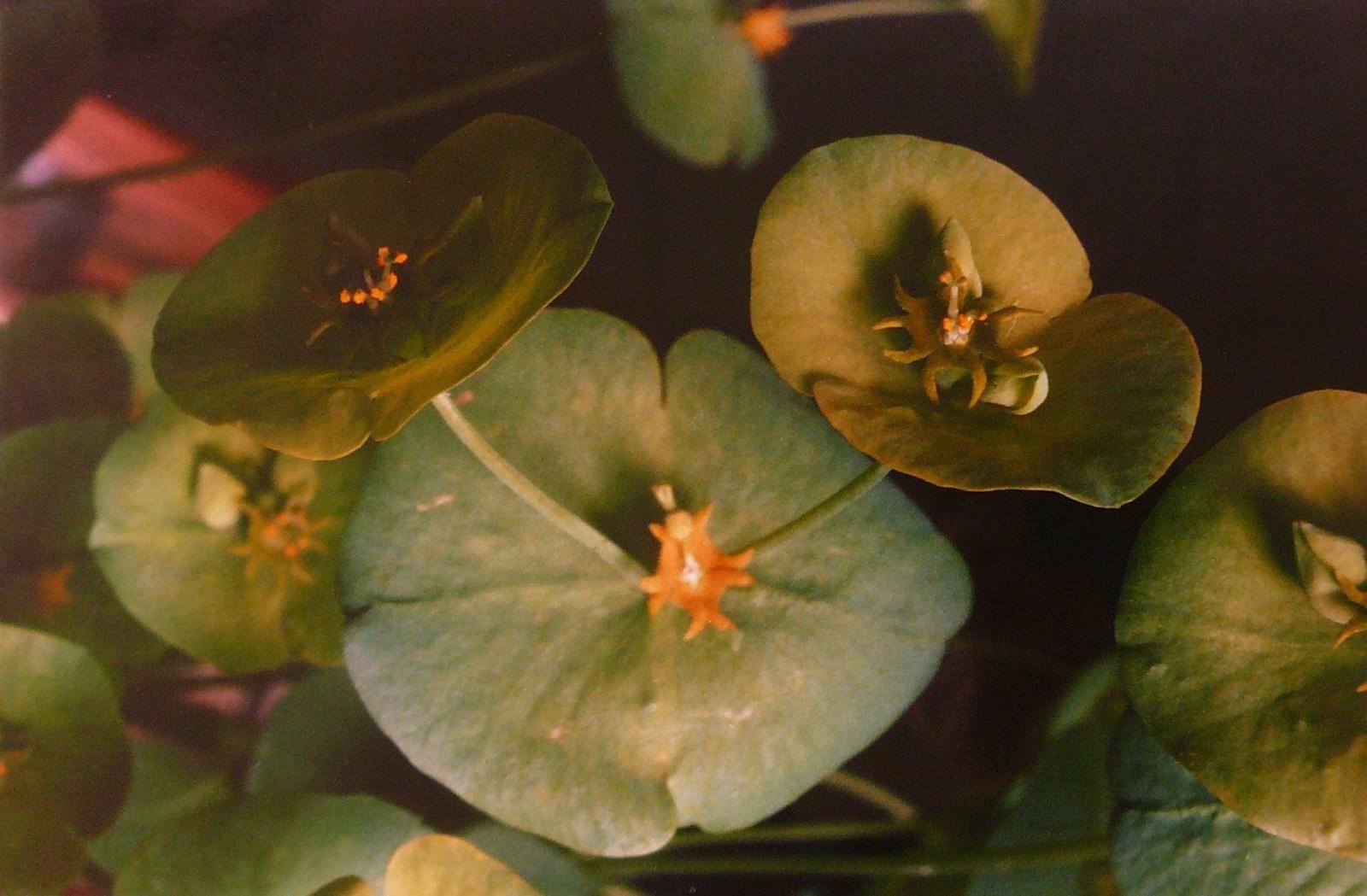 Euphorbe amandier