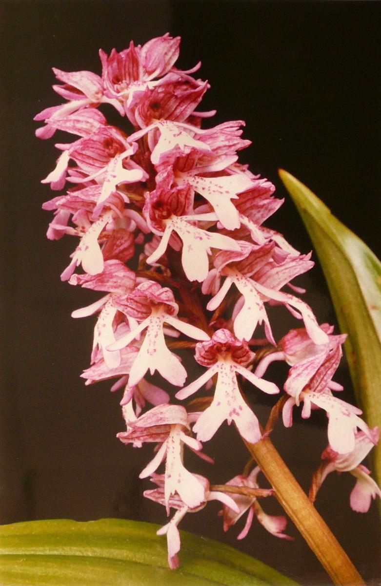 Orchis militaire