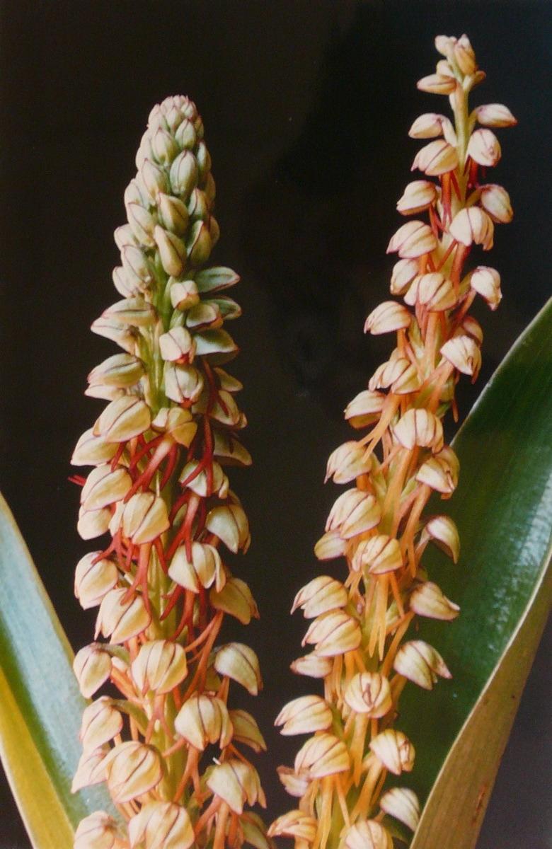 Orchis 'homme pendu'