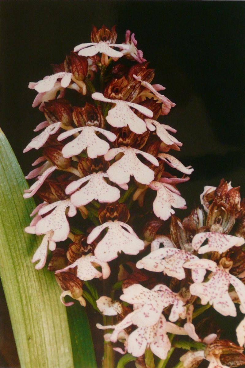 Orchis casque