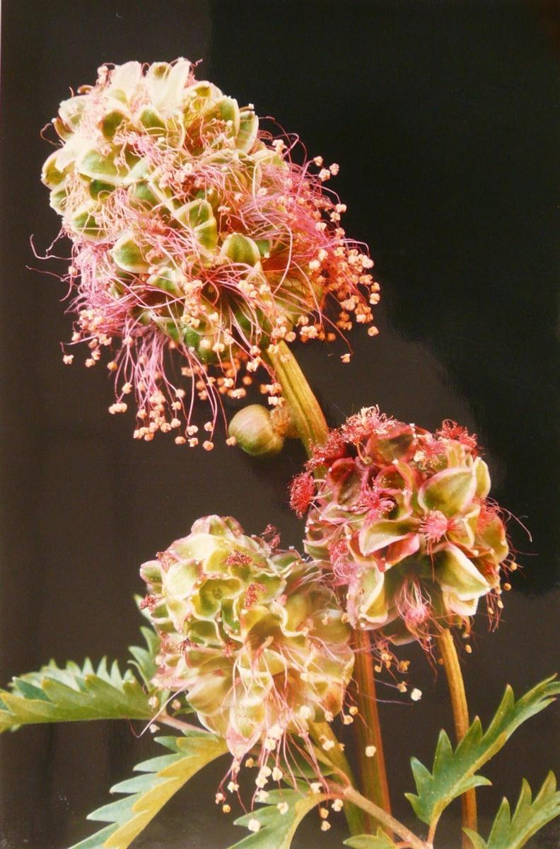 Grande pimprenelle ; sanguisorbe officinale