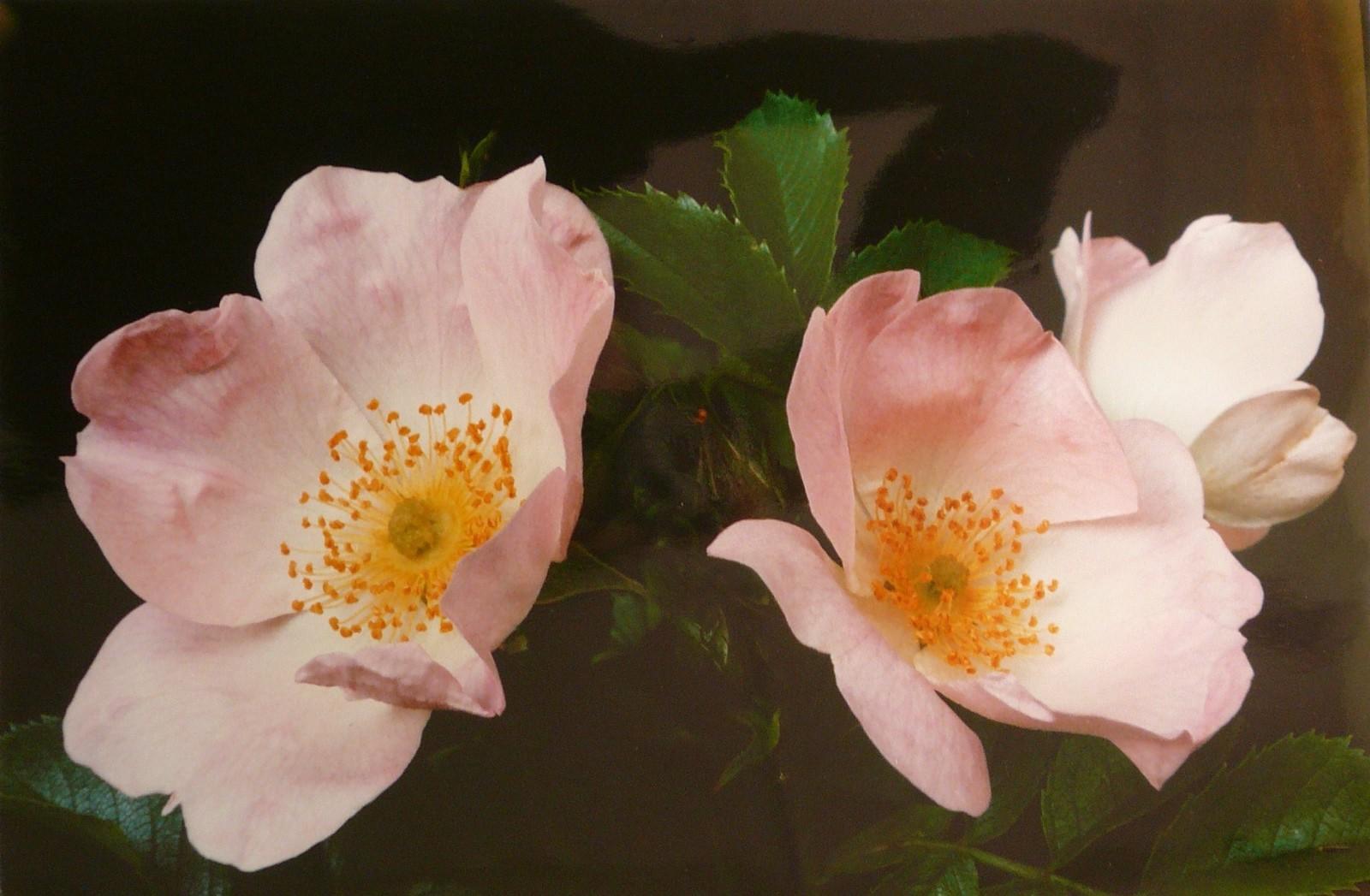 Eglantine