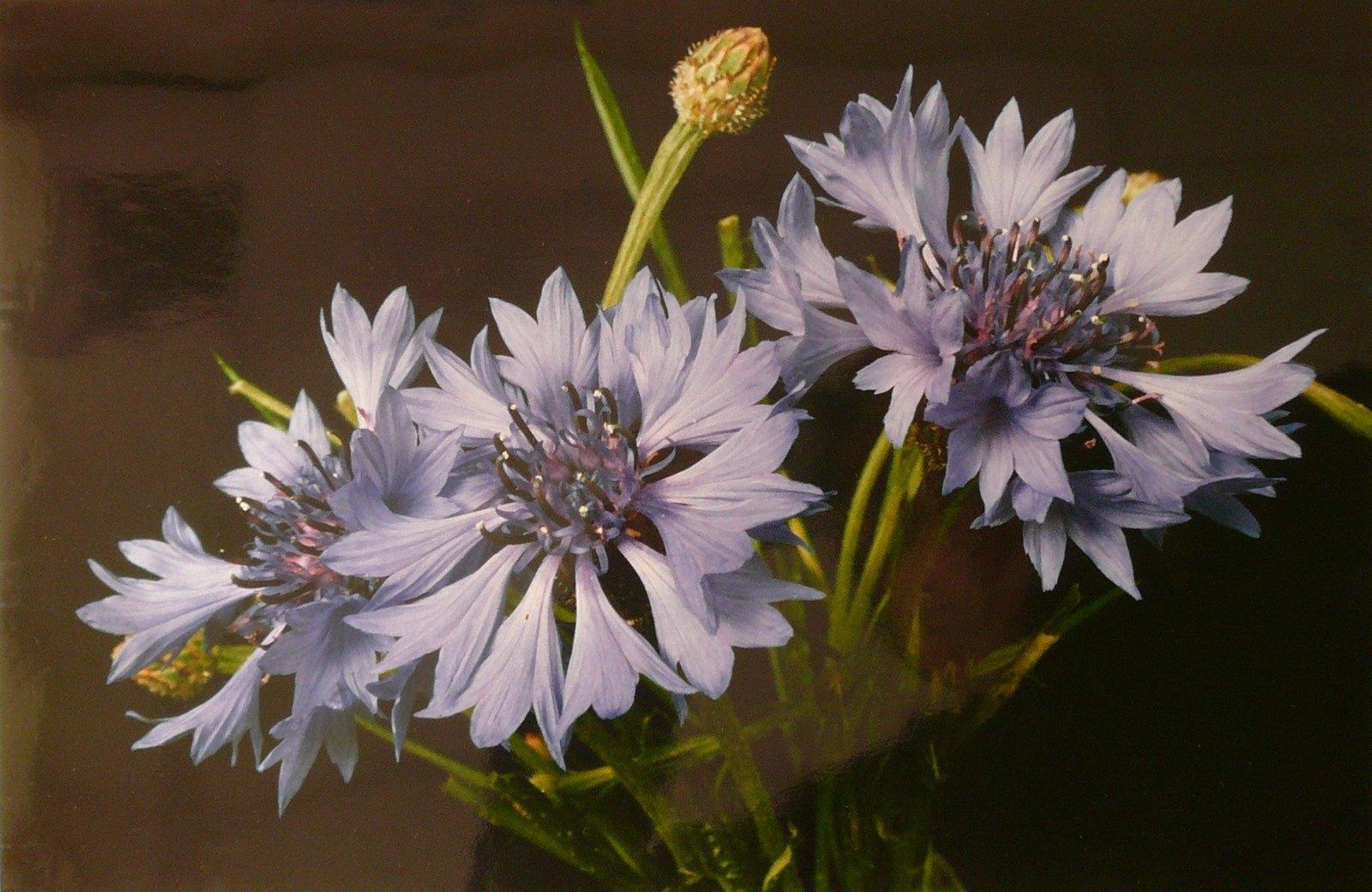 Bleuet