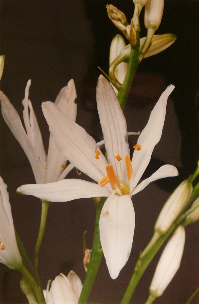 Phalangère à fleurs de lis