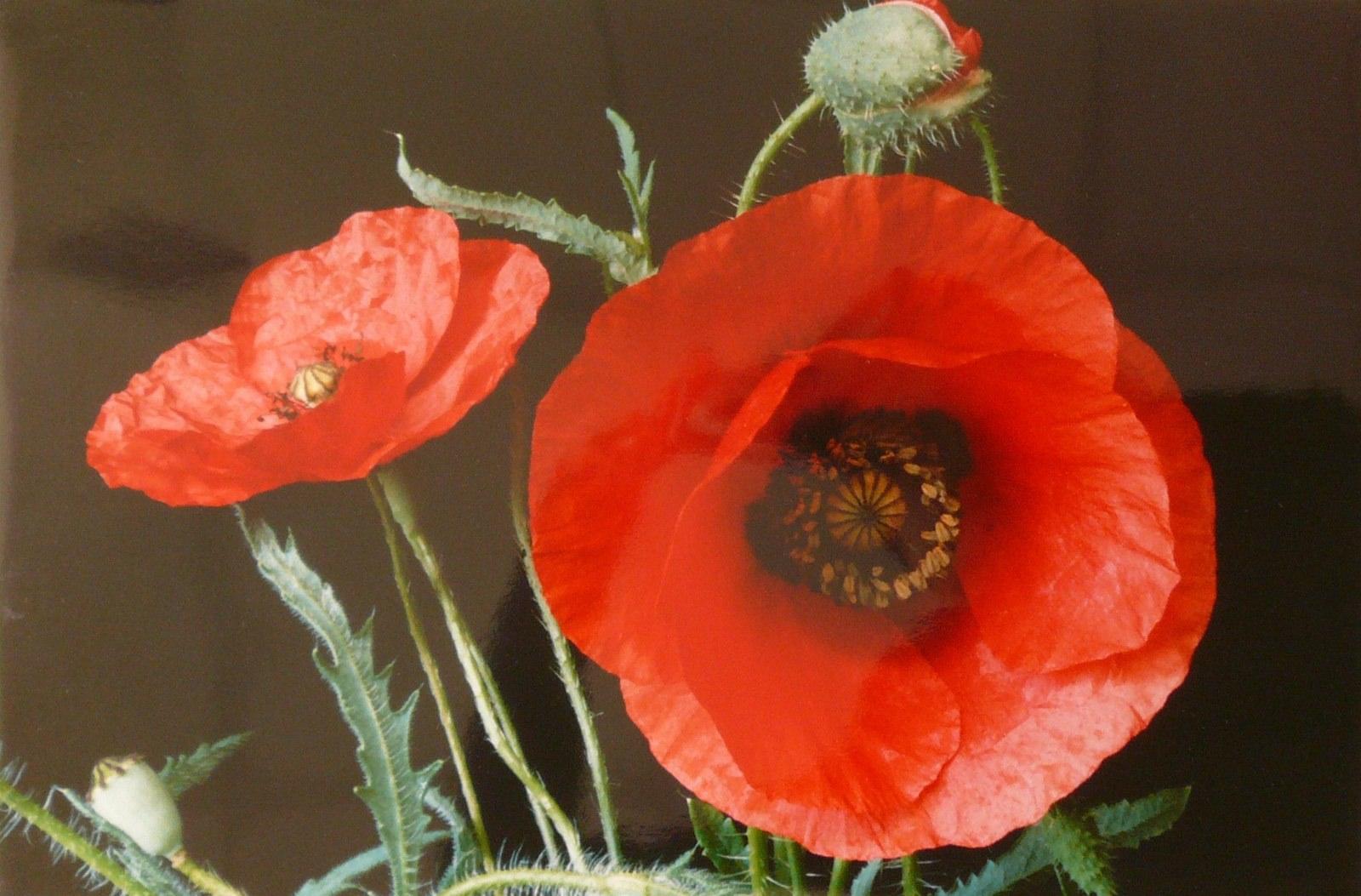 Coquelicot