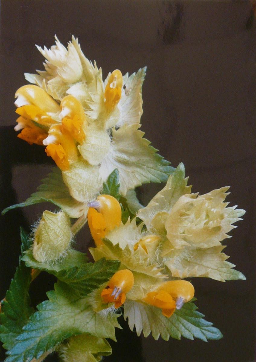 Rhinanthe crête de coq