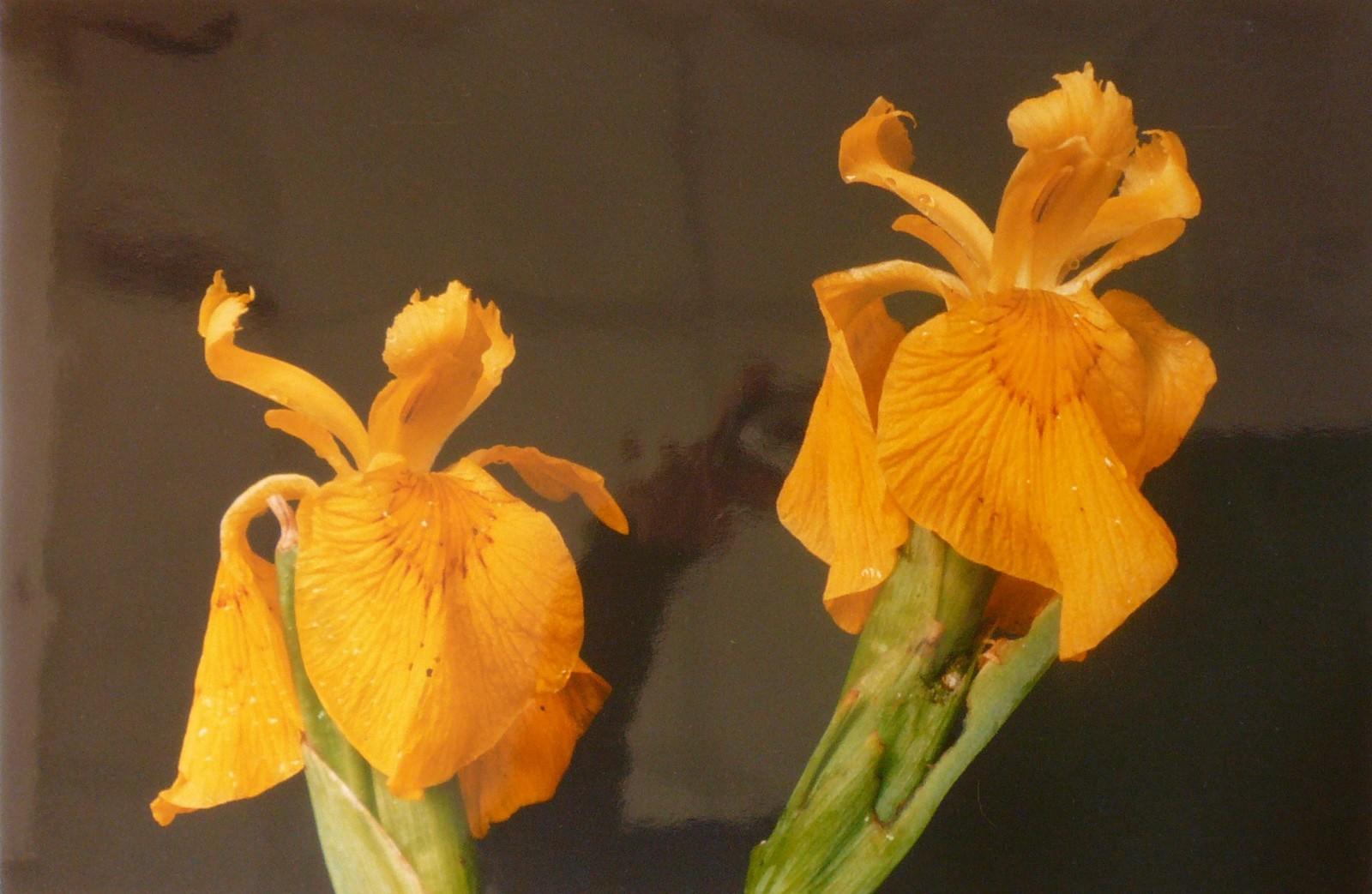 Iris d'eau