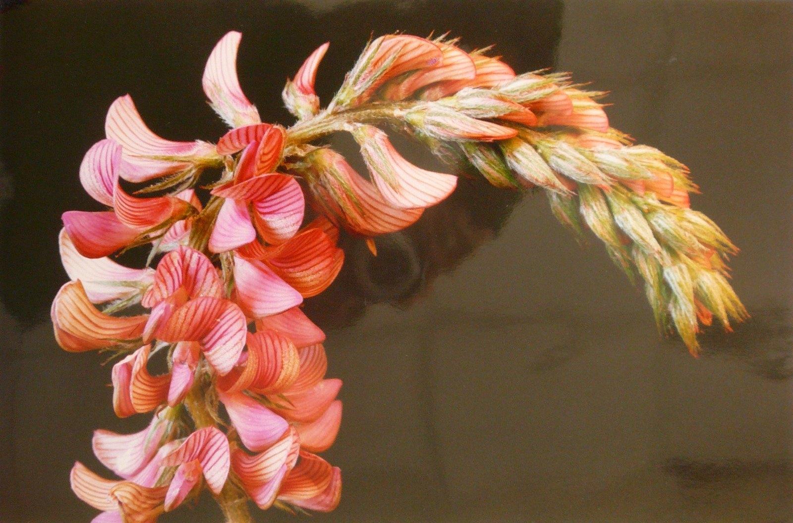 Sainfoin cultivé