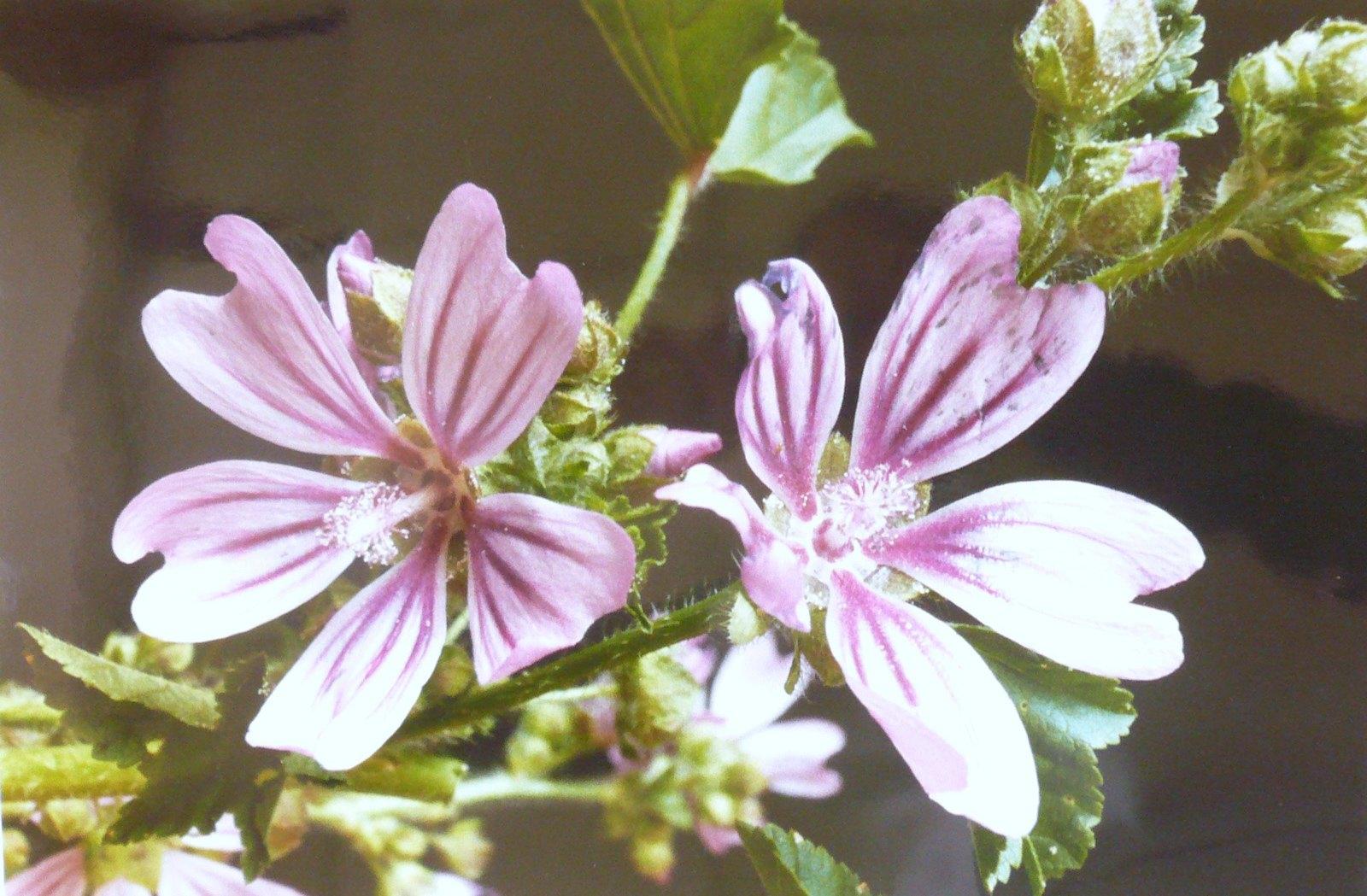 Mauve sylvestre