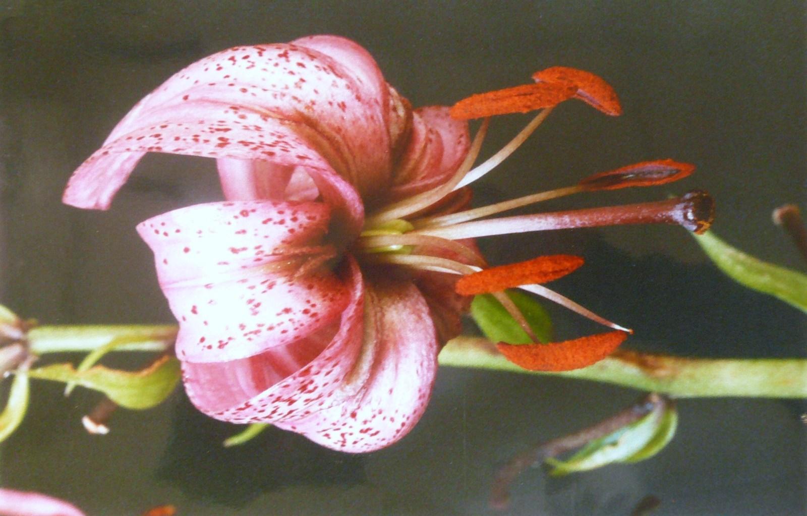 Lys martagon
