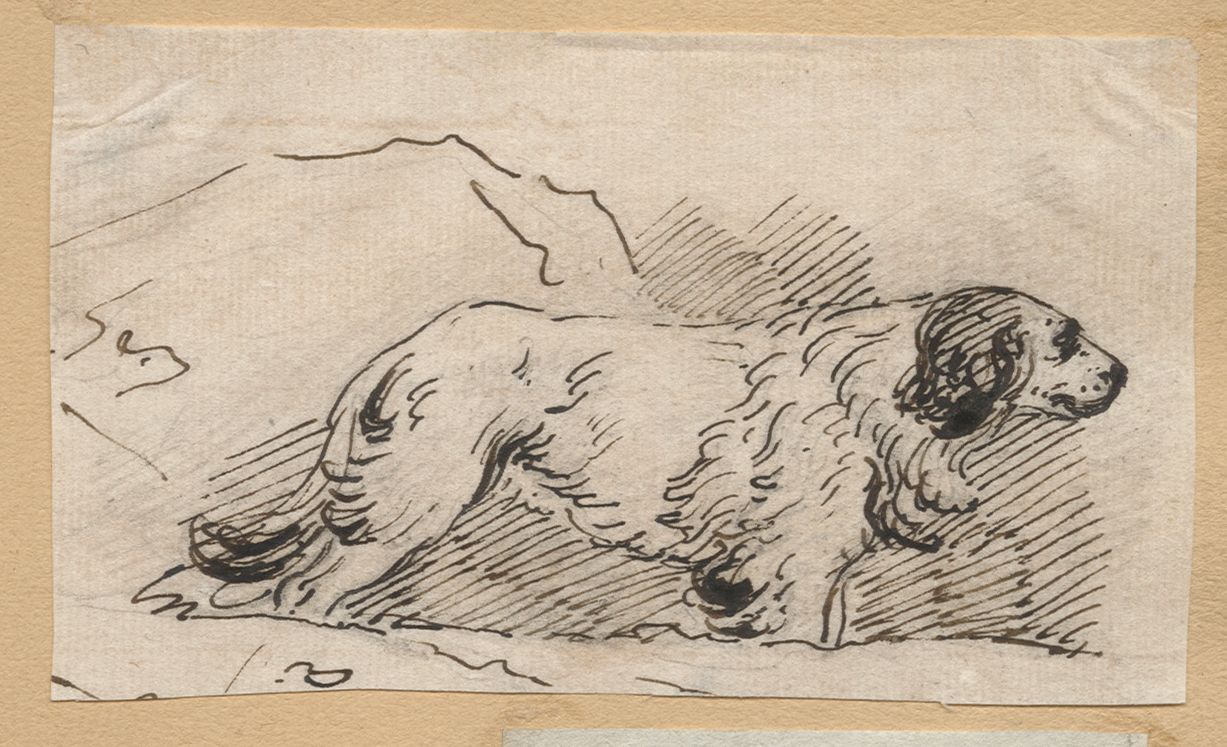 Chien au milieu de rochers