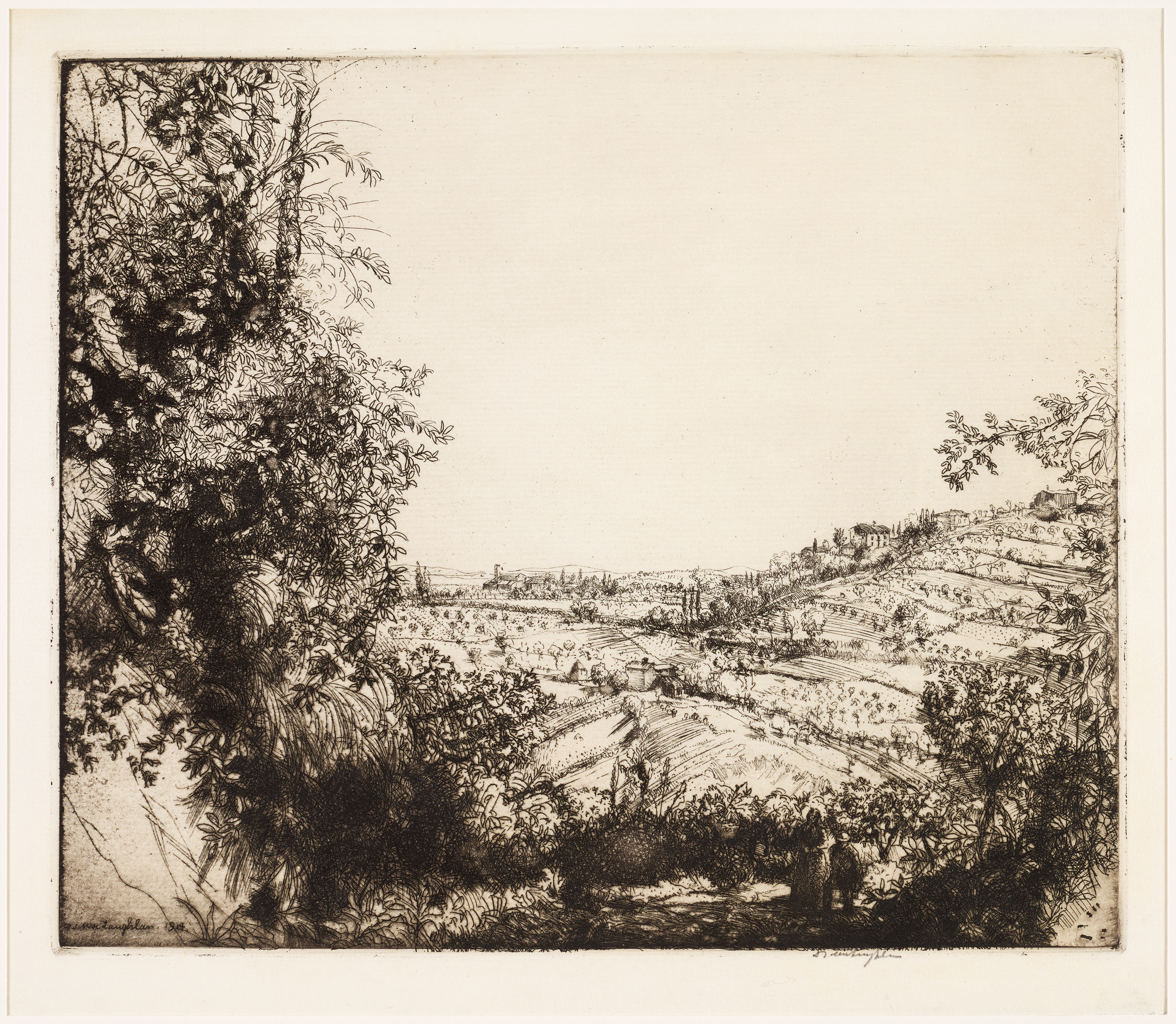 Olive groves