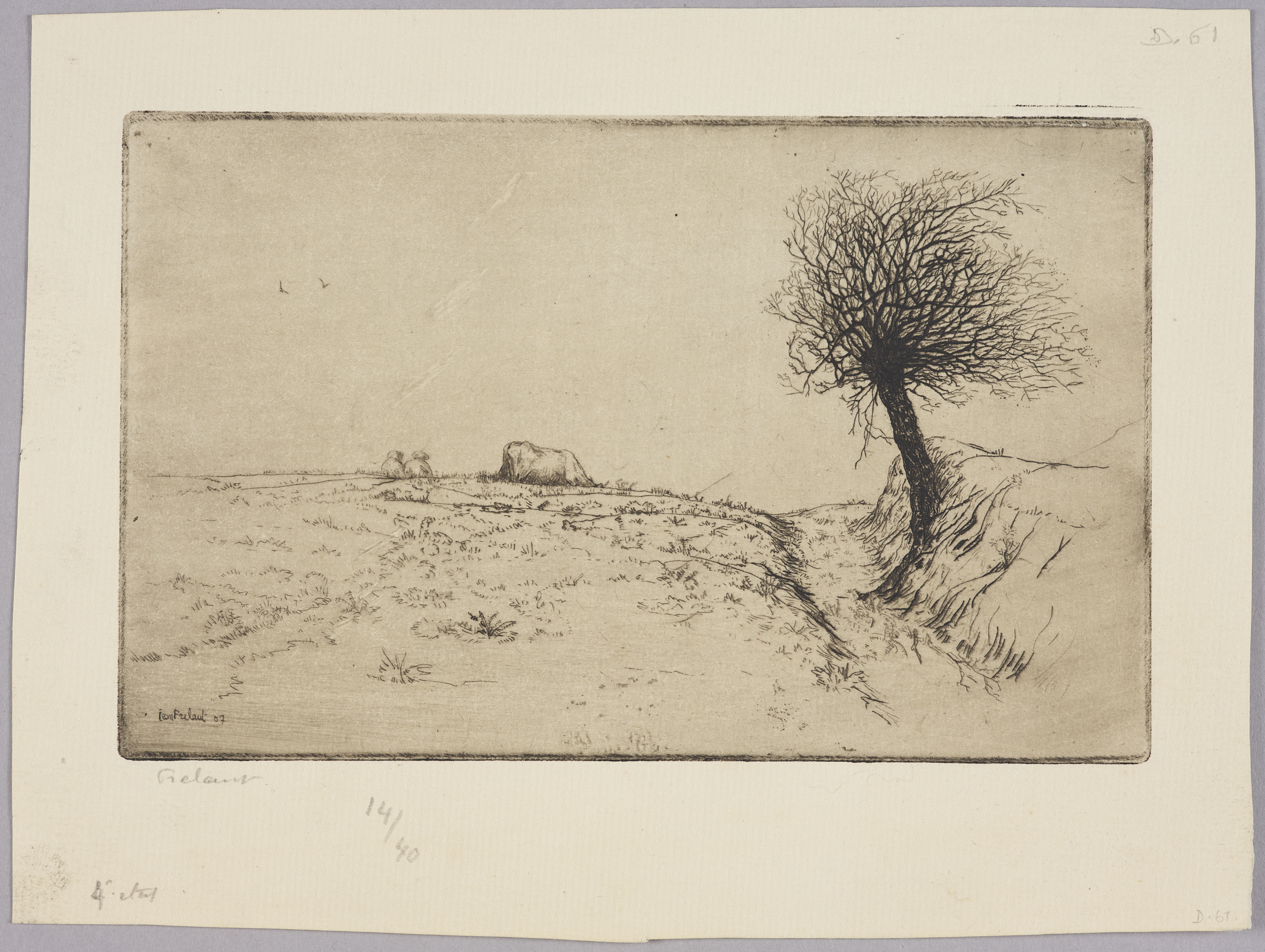Arbre dans la lande