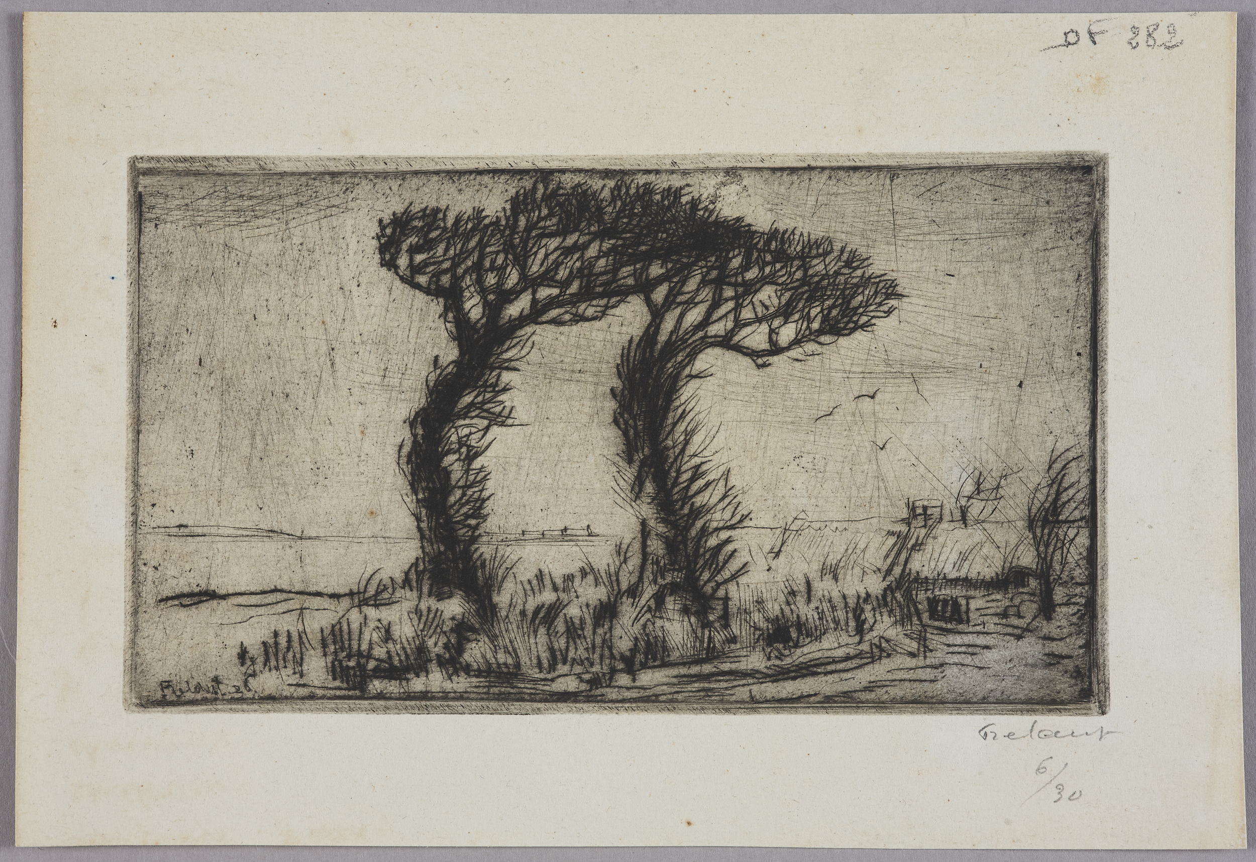 Arbres penchés par le vent