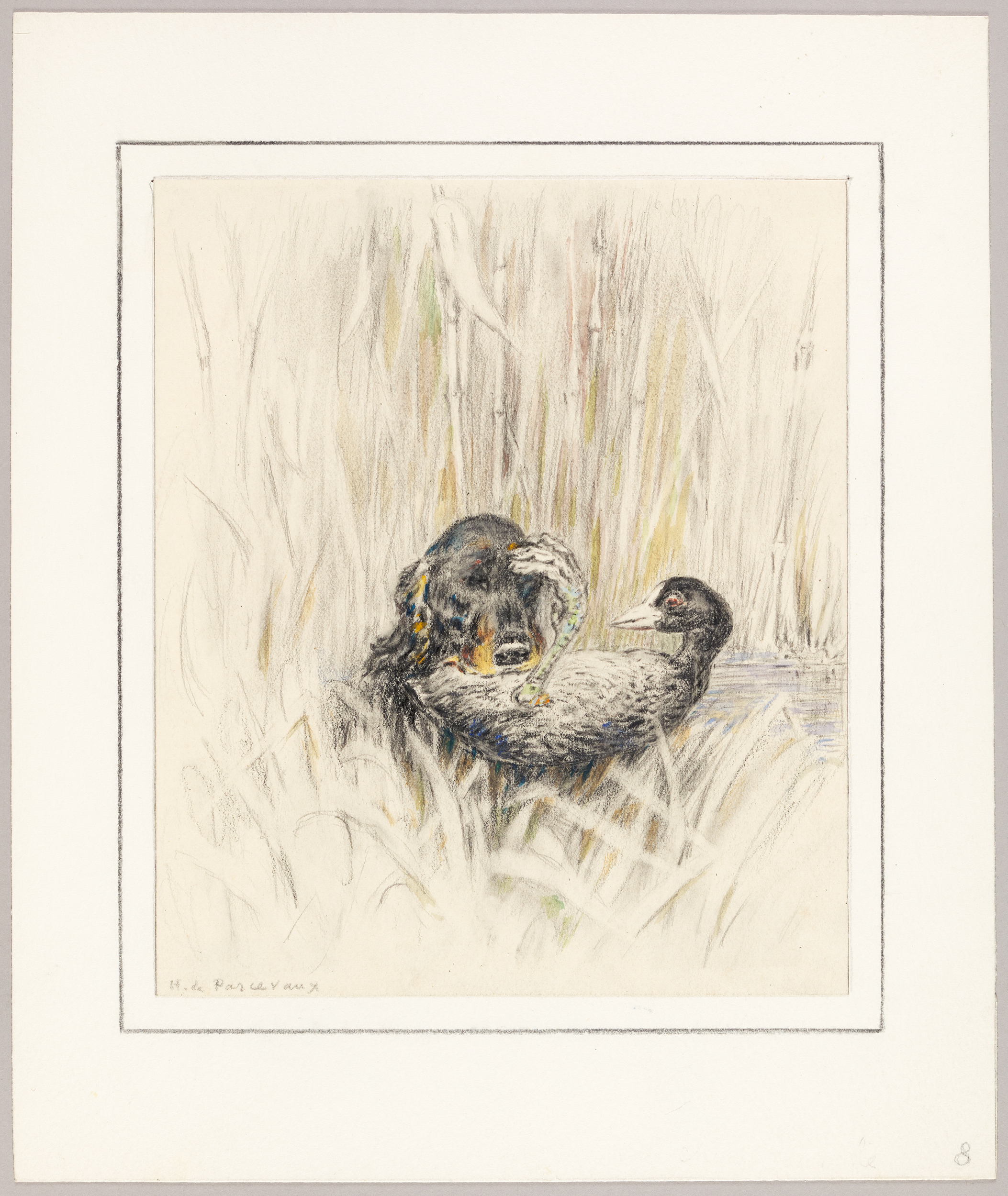 Chien et canard dans les roseaux