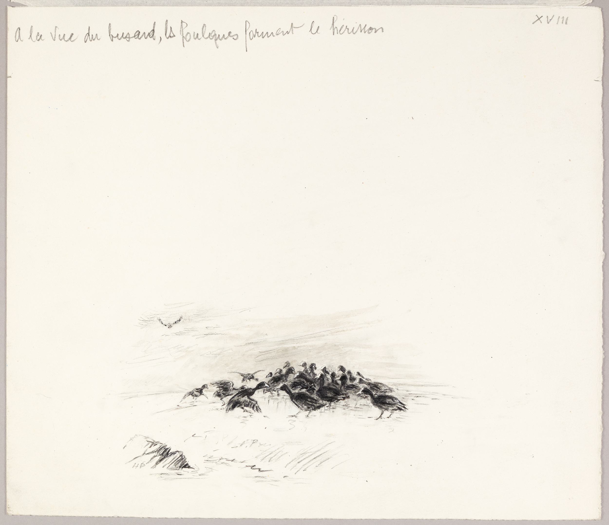 A la vue du busard, les poulques forment le hérisson