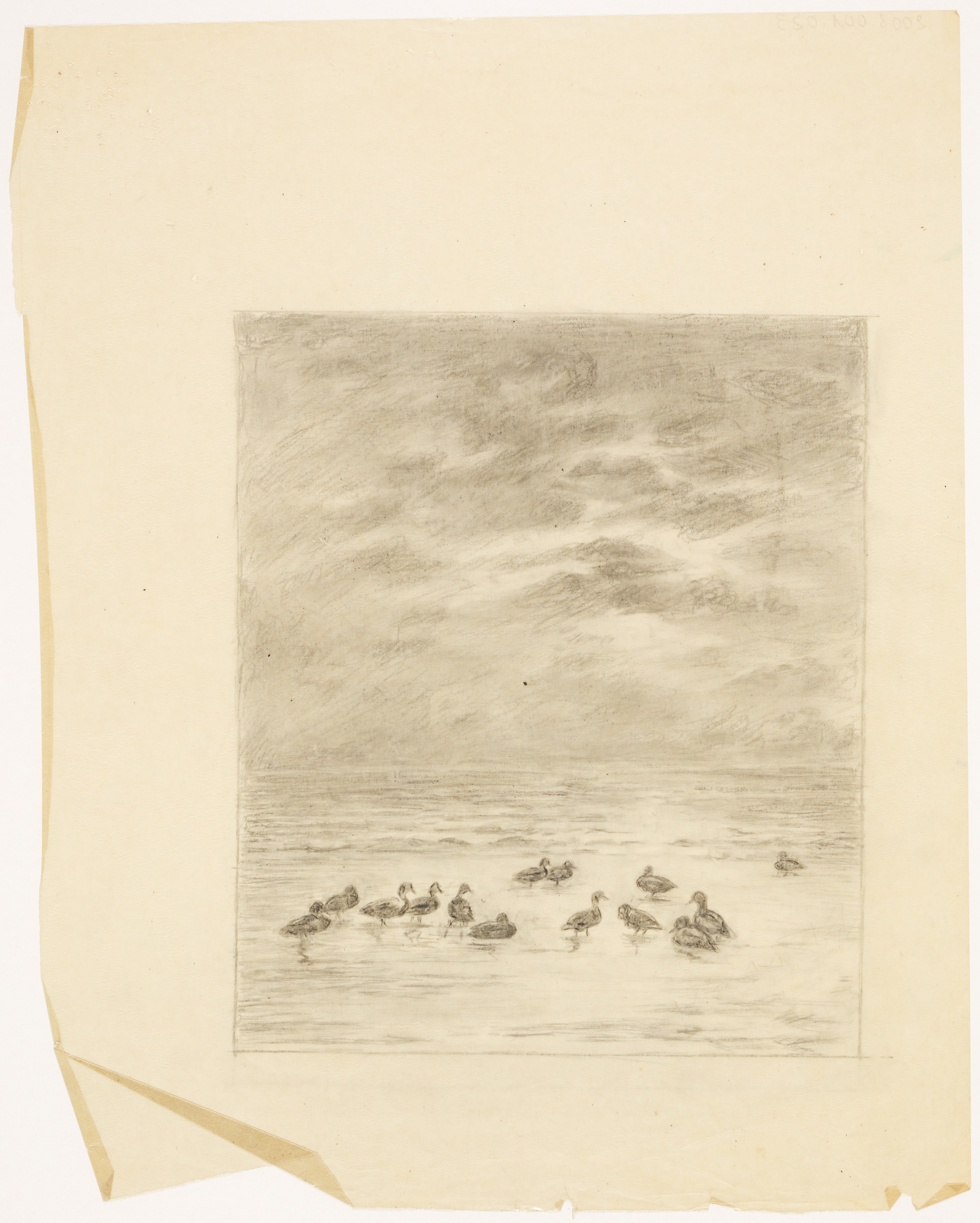 14 canards sur l'eau