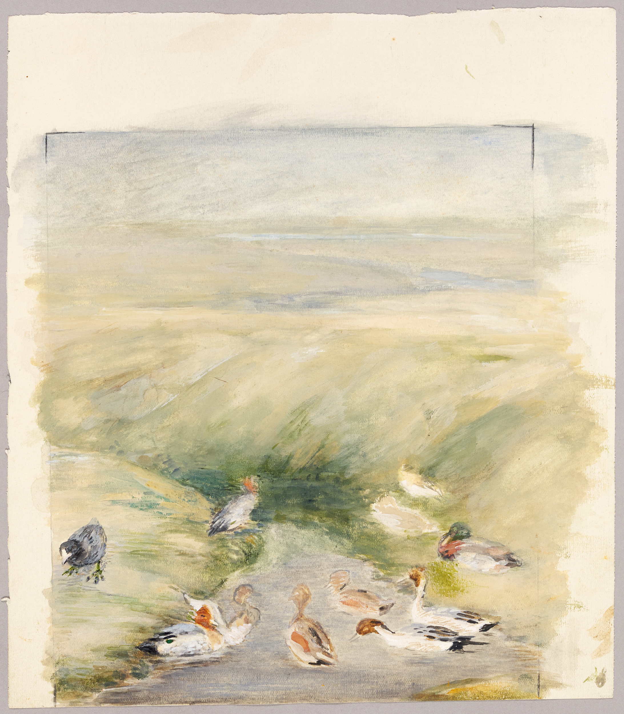 Canards : poule d'eau, tadorne, colvert