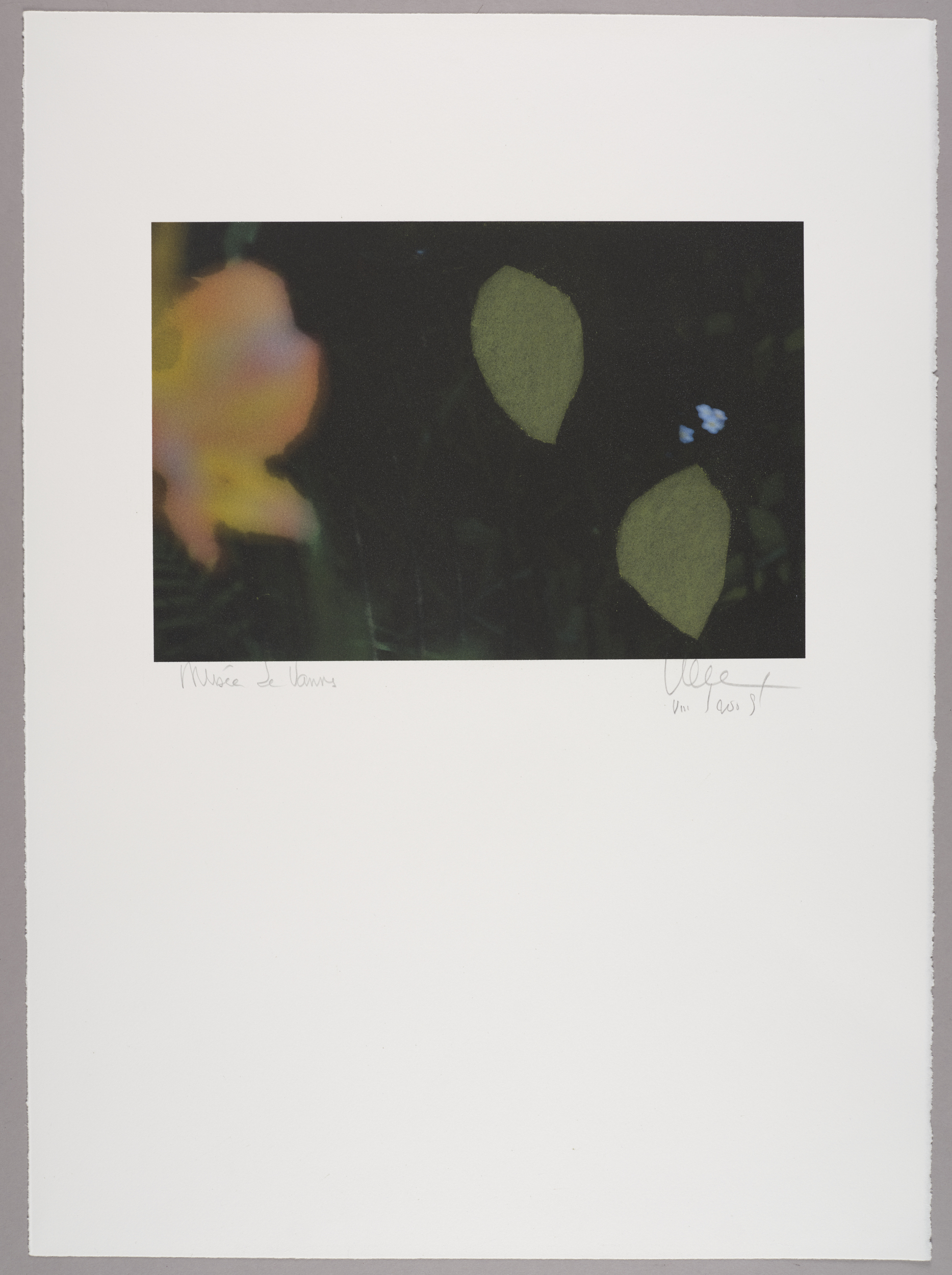 Sans titre (jardin)