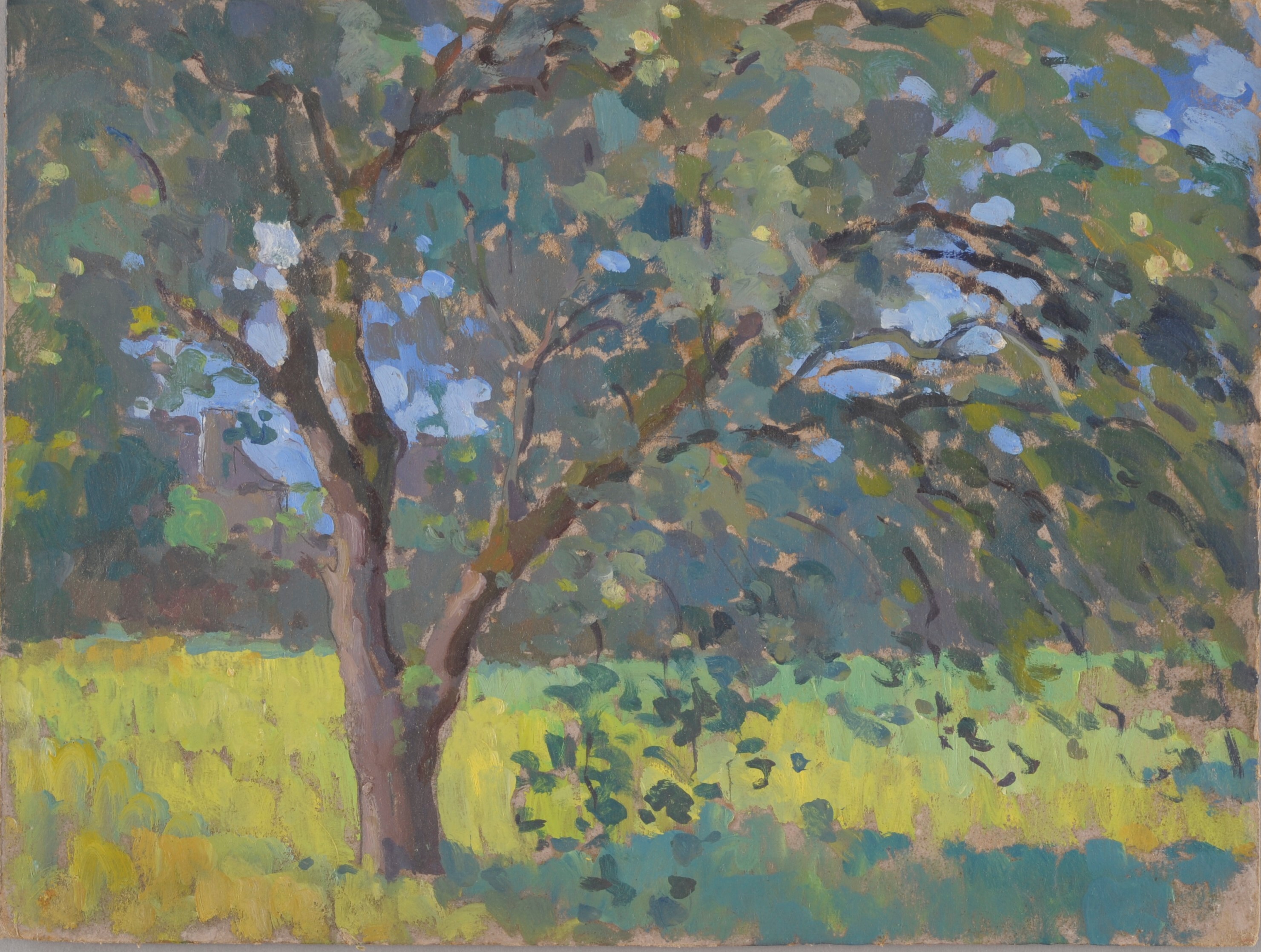 Arbres et prairie