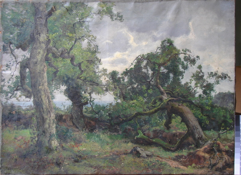 Chêne abattu et chênes debout Pétigny près Douarnenez.