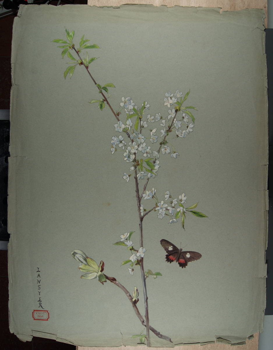 Merisier et papillons noirs, taches rouges et blanches.