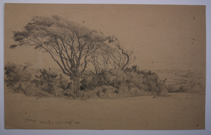 Hêtres couchés par le vent, route de Ploaré près Douarnenez. (Titre inscrit)