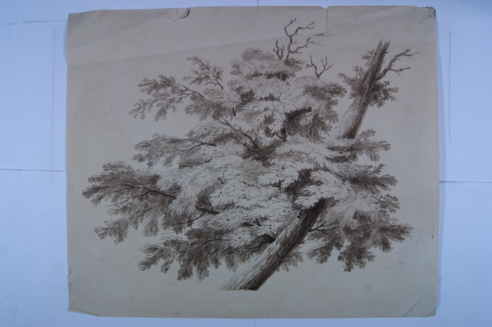 Arbre penché vers la droite avec côté gauche un feuillage dense. (titre factice)