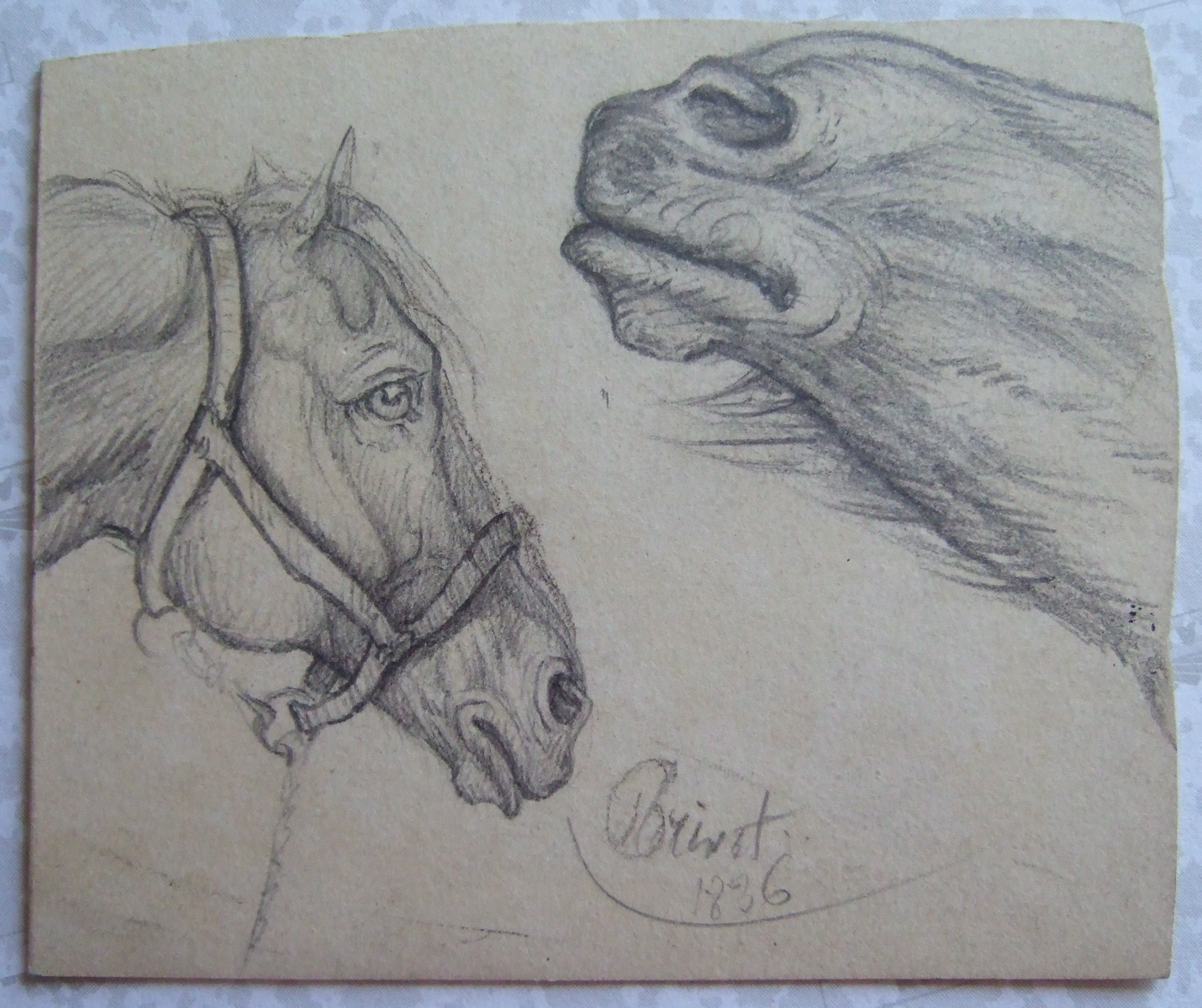 Cheval avec licol et museau de cheval. (titre factice)