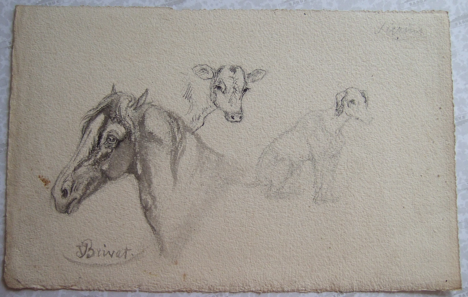 Un chien assis, tête de veau et tête de cheval. (titre factice)